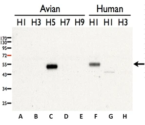 Anti-Avian Influenza A virus H5N3 HA (Hemagglutinin) antibody used in Western Blot (WB). GTX127299